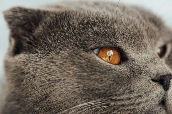 Corte vista de adorável escocês dobra gato olhando para longe — Fotografia de Stock
