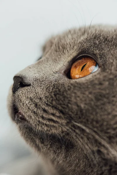 Corte vista de adorável cinza escocês dobra gato olhando para longe — Fotografia de Stock
