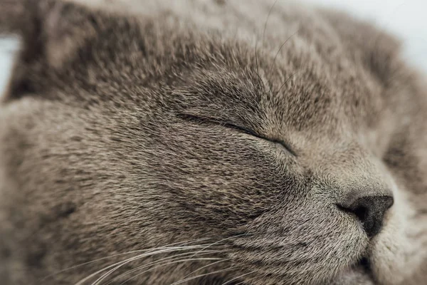 Vista recortada de adorable gato pliegue escocés con los ojos cerrados — Stock Photo