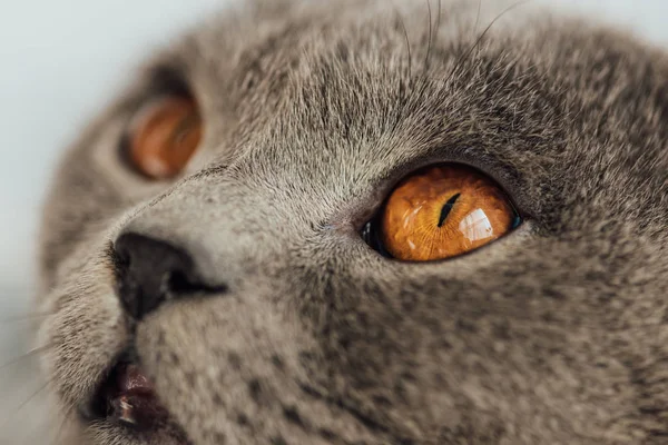 Recortado vista de adorable gris escocés plegable gato mirando hacia otro lado - foto de stock