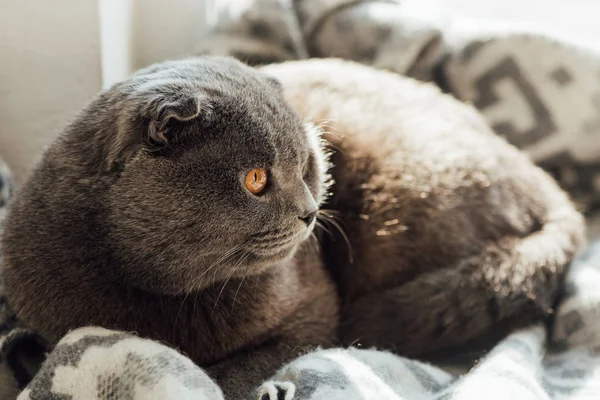 Messa a fuoco selettiva di carino scozzese fold gatto con coperta sdraiato a letto a casa — Foto stock