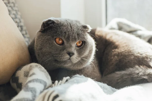 Adorable scottish fold cat with blanket lying in bed at home — Stock Photo