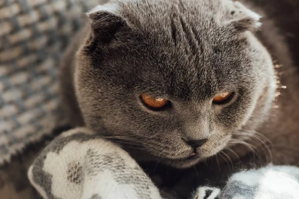 Gros plan d'adorable chat écossais gris pliant à la maison — Photo de stock