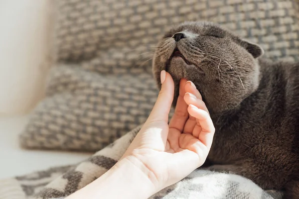 Recortado vista de joven mujer acariciando lindo escocés plegable gato en casa - foto de stock