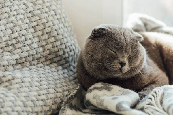 Adorable escocés plegable gato con manta acostado en cama en casa con copia espacio — Stock Photo