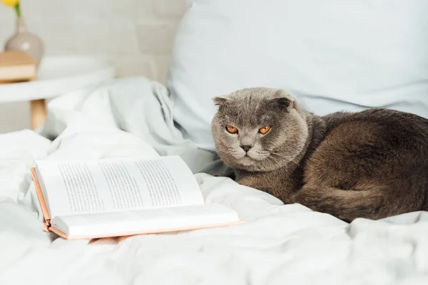 Foco seletivo de gato dobra escocês bonito deitado na cama com livro — Fotografia de Stock