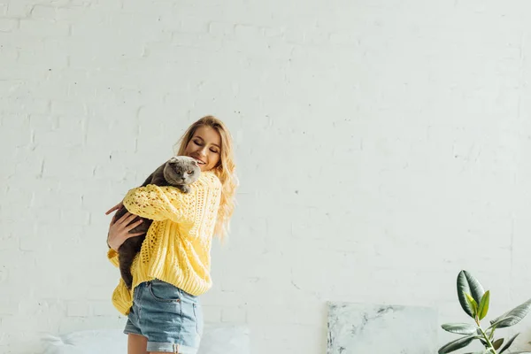 Красива усміхнена дівчина в в'язаному светрі, що обіймає шотландського складного кота — стокове фото