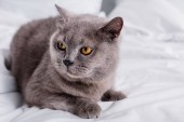 close up view of grey britain shorthair cat resting on bed