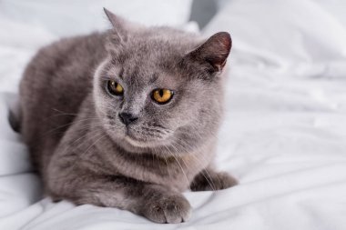 close up view of grey britain shorthair cat resting on bed clipart