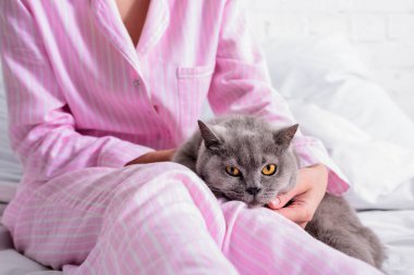 cropped shot of woman with britain shorthair cat on bed at home clipart