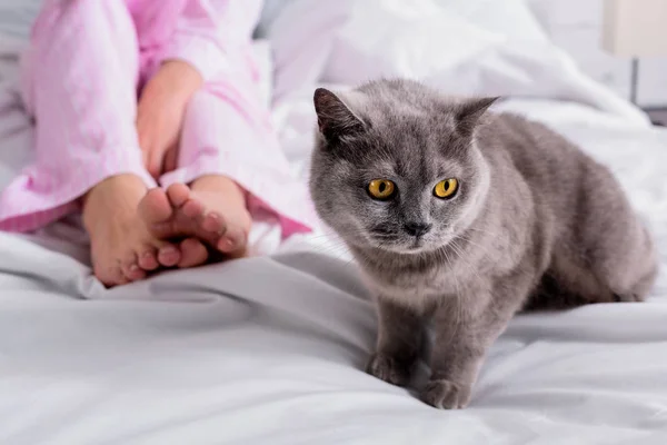 Tiro Cortado Mulher Com Gato Bretanha Shorthair Cama Casa — Fotografia de Stock