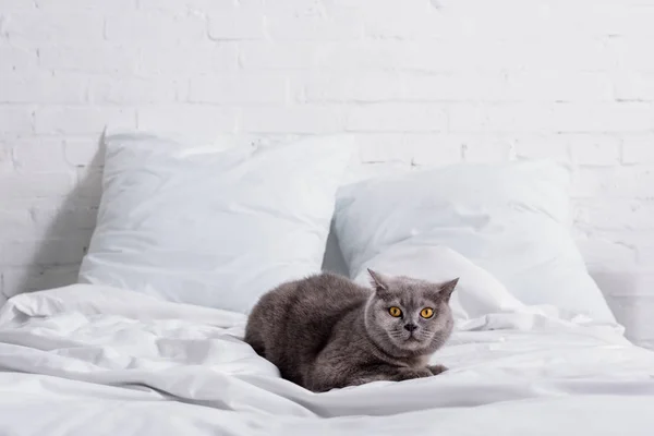 Zobacz Szary Wielkiej Brytanii Stenografia Kot Odpoczynek Łóżku Bliska — Zdjęcie stockowe