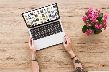 pinterest Web sitesi kalanhoe bitki saksı ile dizüstü bilgisayar ile masa üstü kadına kısmi görünümünü