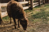 Nahaufnahme von braunen Schafen, die Gras im Gehege mit Holzzaun auf einem Bauernhof fressen 