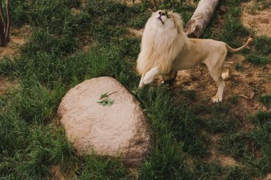 aslan kadar ayakta hayvanat bahçesindeki çimlerin üzerine kafa ile yüksek açılı görünüş
