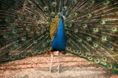 closeup image of peacock showing feathers at zoo  clipart