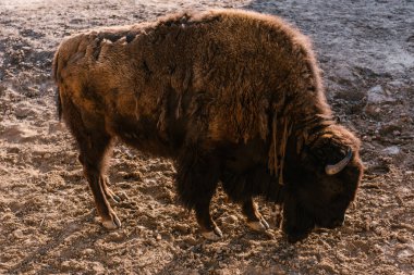 side view of bison grazing on ground at zoo clipart