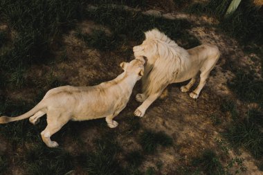 elevated view of lioness and lion rubbing heads at zoo  clipart