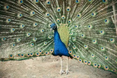 close up view of peacock showing feathers at zoo clipart