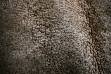 full frame image of white rhino skin background  clipart