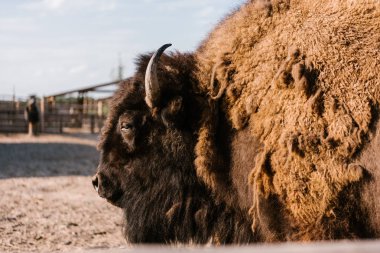 close up view of bison grazing in corral at zoo clipart