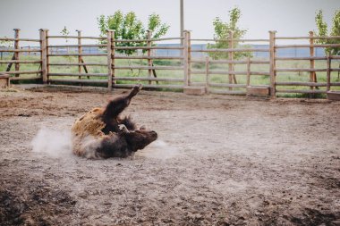 front view of bison laying on ground in corral at zoo clipart