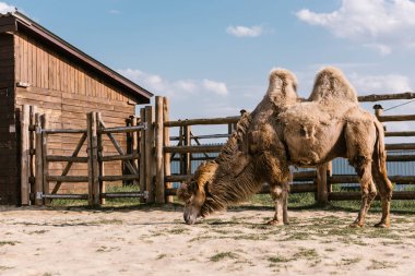 side view of two humped camel eating grass in corral at zoo clipart