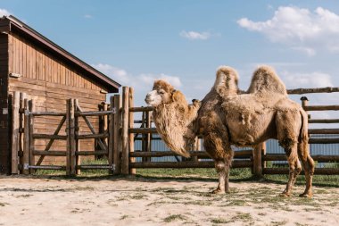 Hayvanat bahçesinde güneş ışığı altında ağılda duran iki hörgüçlü devenin yan görünüşü 