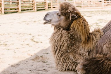 side view of camel sitting on ground in corral at zoo clipart