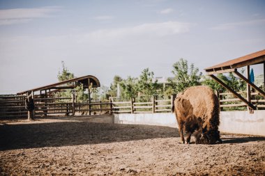 front view of bison in corral at zoo clipart