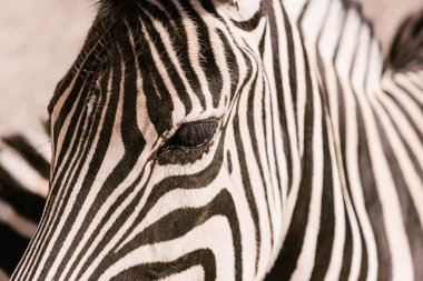 zebra namlu Hayvanat Bahçesi'nde bulanık arka plan görüntüsünü kapatmak