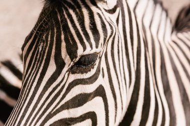 close up shot of zebra muzzle on blurred background at zoo clipart