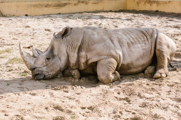 Vista Cerca Rinoceronte Blanco Tendido Arena Zoológico —  Fotos de Stock