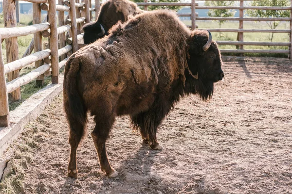 Nahaufnahme Von Zwei Wisenten Die Gehege Des Zoos Grasen — Stockfoto