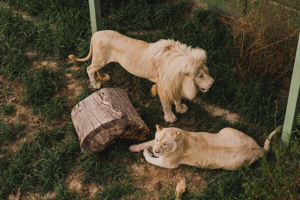 high angle view of laying lioness and lion standing near on grass at zoo 