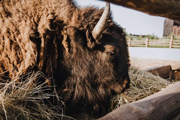 在动物园畜栏里吃干草的野牛特写视图 — 免费的图库照片