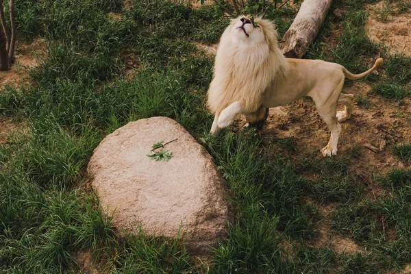 Vista Alto Ângulo Leão Com Cabeça Para Cima Grama Zoológico — Fotografia de Stock