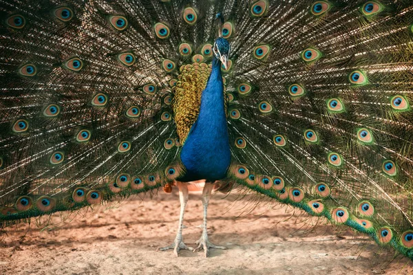 Närbild Bild Peacock Visar Fjädrar Zoo — Stockfoto