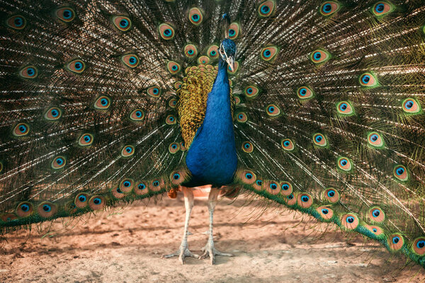 closeup image of peacock showing feathers at zoo 