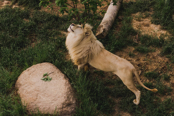 high angle view of beautiful lion stretching on grassy ground at zoo 