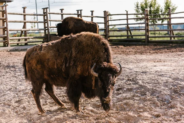 动物园畜栏野牛放牧的特写视图 — 免费的图库照片