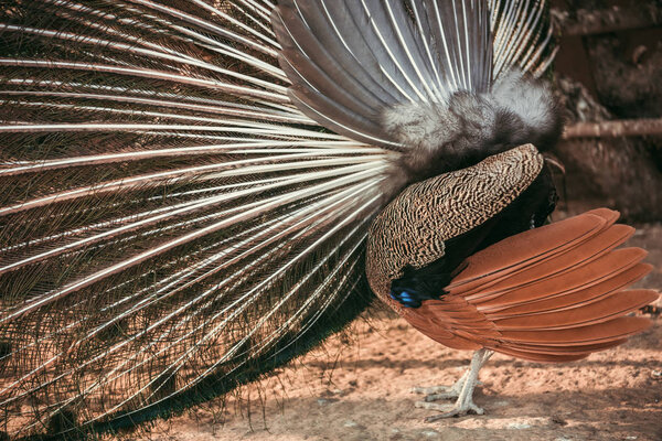 side view of peacock showing feathers at zoo 