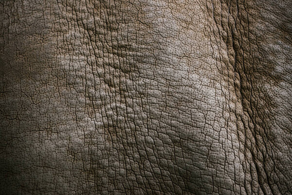 полное изображение в рамке белого фона кожи носорога
 