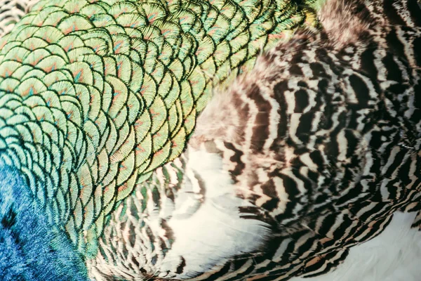 Πλήρης Εικόνα Καρέ Από Πολύχρωμα Παγώνι Φτερά Υπόβαθρο — Φωτογραφία Αρχείου