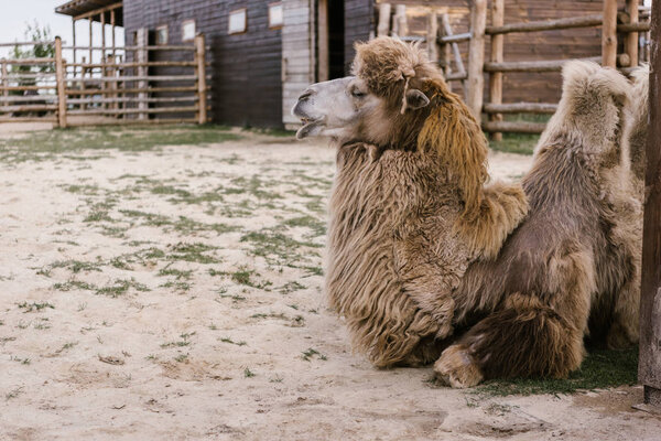 вид сбоку двух верблюдов, лежащих на земле в коррале в зоопарке
 