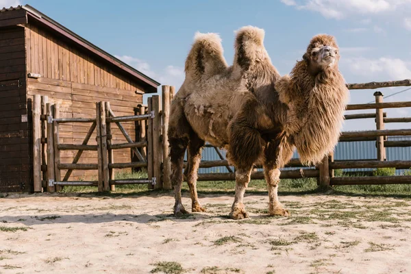 Primer Plano Disparo Dos Camello Jorobado Pie Corral Zoológico —  Fotos de Stock