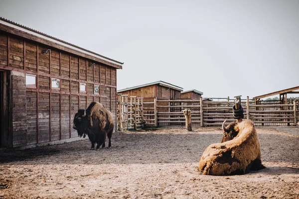 Vista Frontal Dois Bisões Curral Zoológico — Fotografia de Stock Grátis