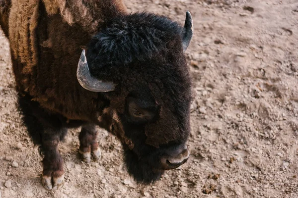 Hoge Hoekmening Van Bizons Grazen Grond Dierentuin — Gratis stockfoto