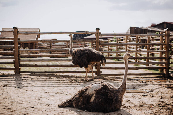 close up view of two ostriches in corral at zoo