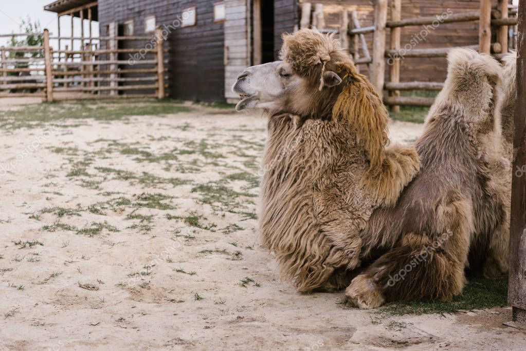 vista lateral de dos camellos tendidos en el suelo en corral en el